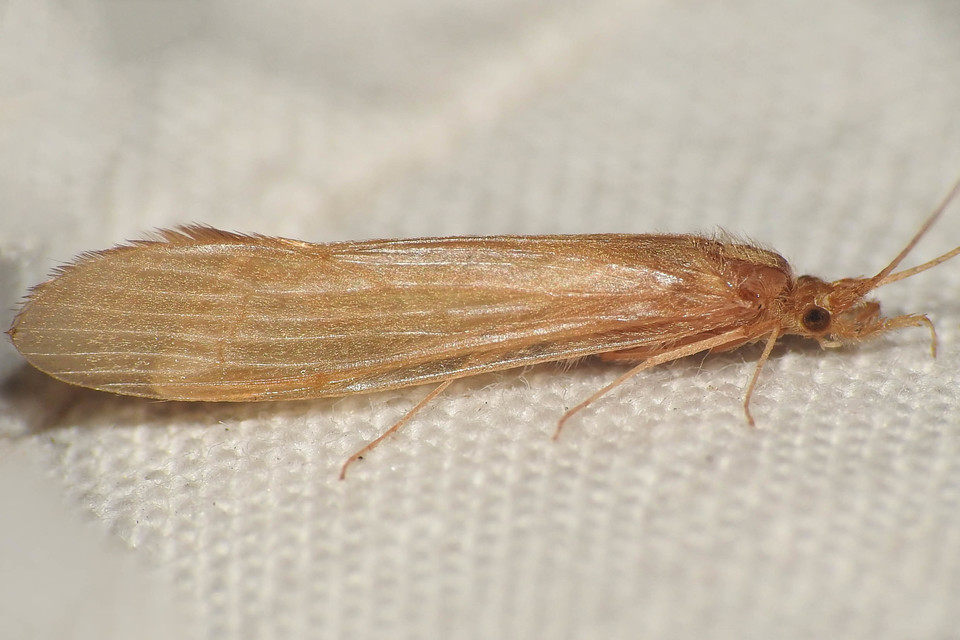 Oecetis