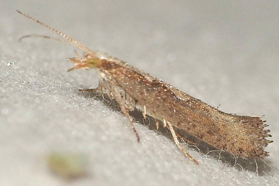 Plutella xylostella - káposztamoly