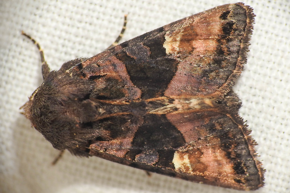 Euplexia lucipara - szeder-csipkésbagoly
