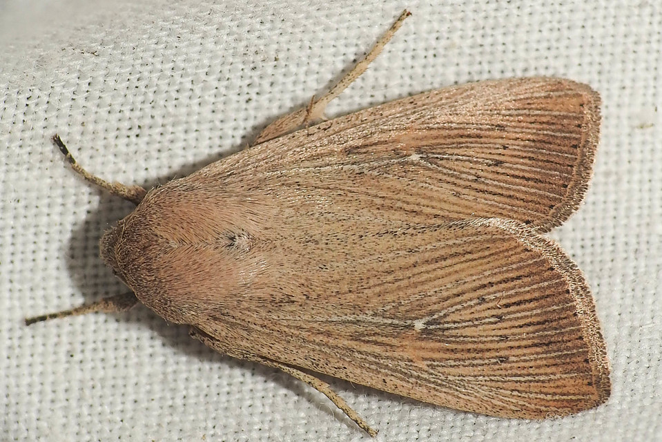 Leucania obsoleta - pontozott rétibagoly