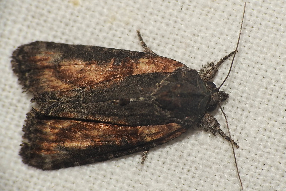 Bryophila raptricula/felina