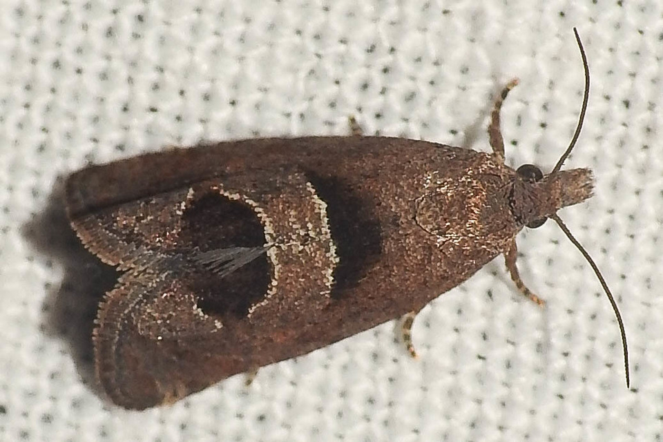 Epiblema junctana - turjáni tükrösmoly