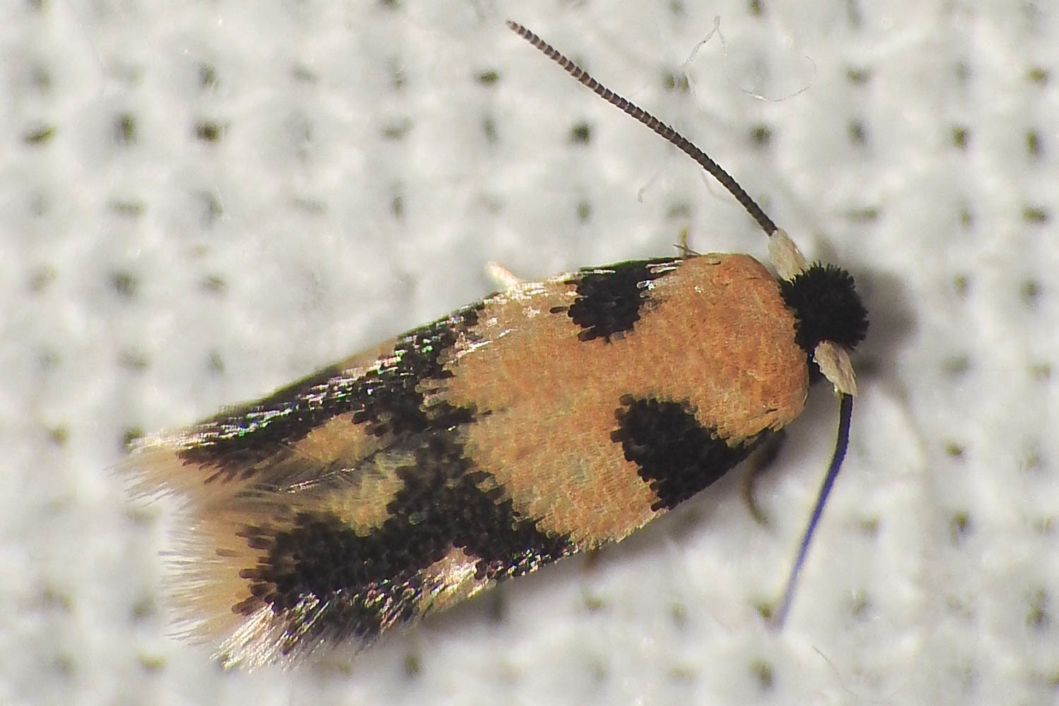 Etainia decentella - juhartermés-törpemoly