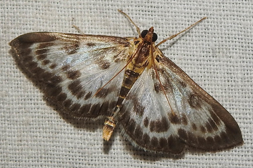 Anania hortulata - tarka csalánmoly