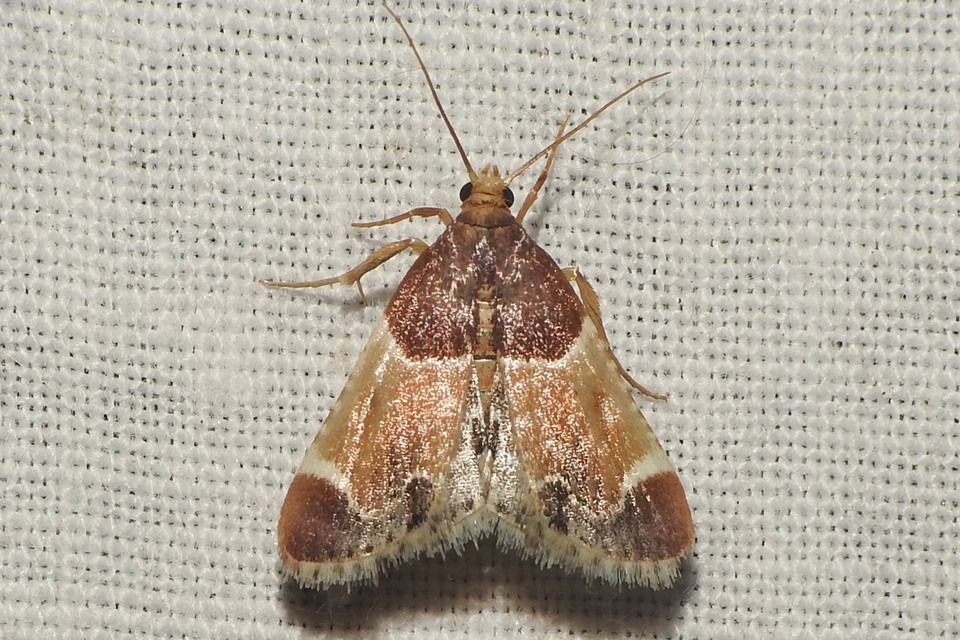 Pyralis farinalis - lisztilonca
