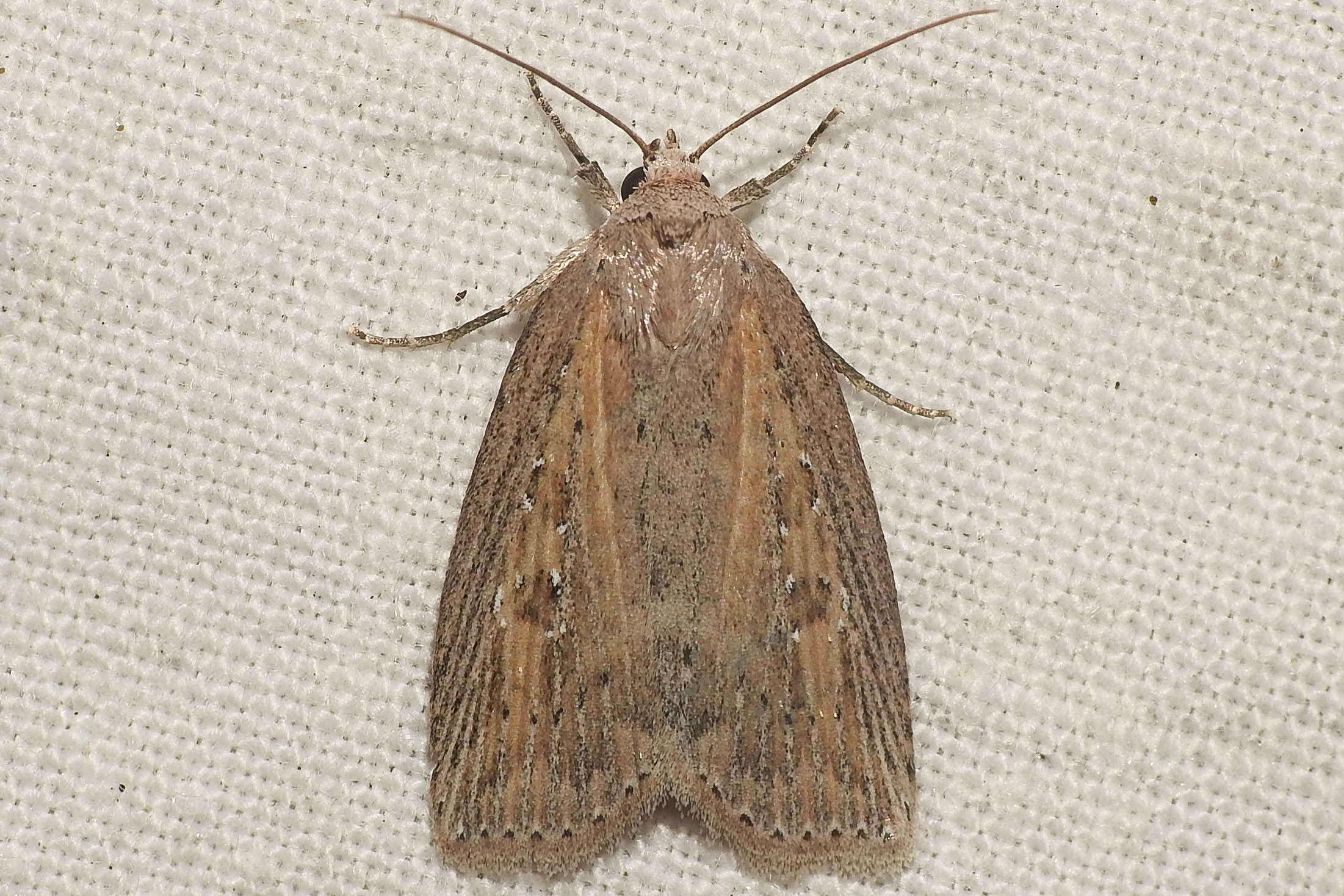 Chilodes maritima - négyfoltos nádibagoly