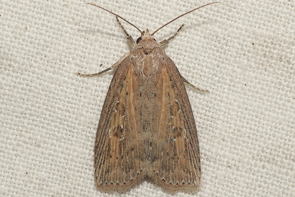 Chilodes maritima - négyfoltos nádibagoly