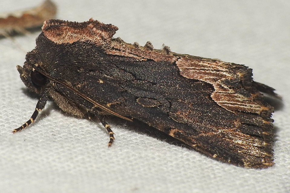 Dypterygia scabriuscula - szurokbarna nyáribagoly