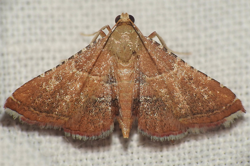 Endotricha flammealis - tüzesszárnyú fényilonca