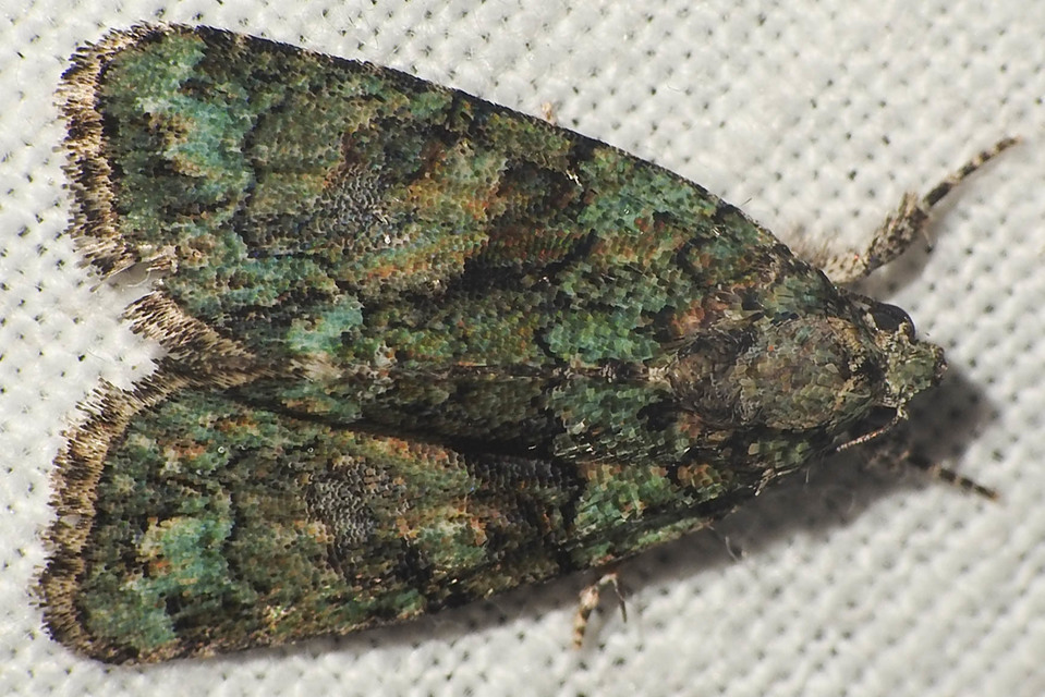 Cryphia algae - sárgászöld zuzmóbagoly