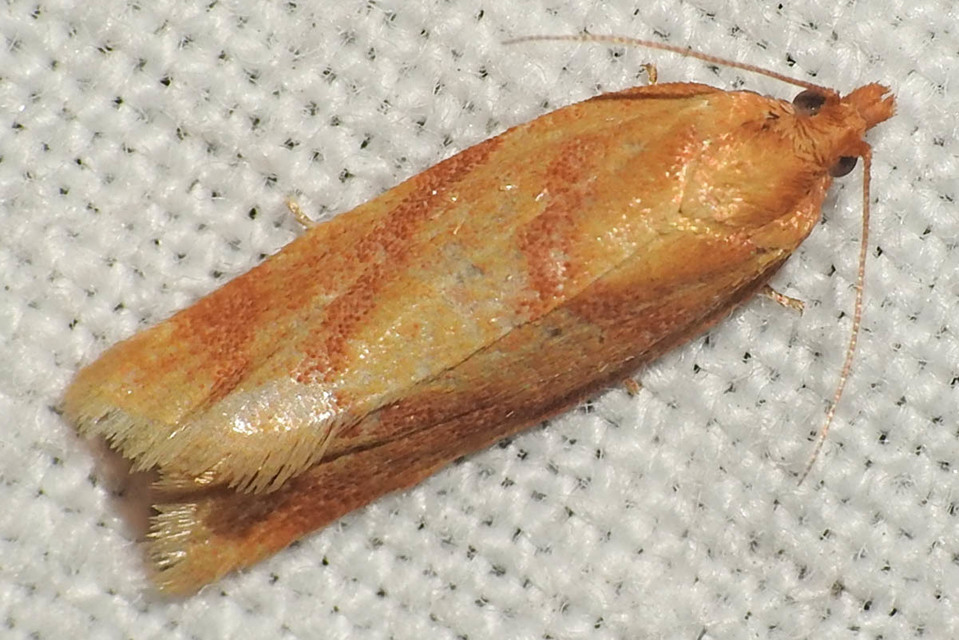Clepsis pallidana - aranysárga sodrómoly