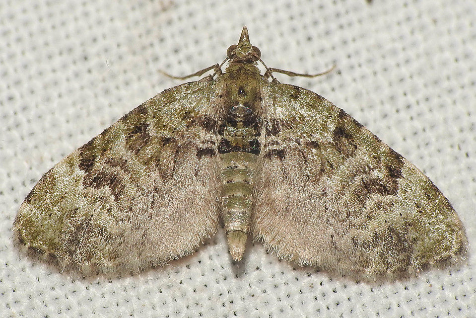 Chloroclystis v-ata - zöldes törpearaszoló