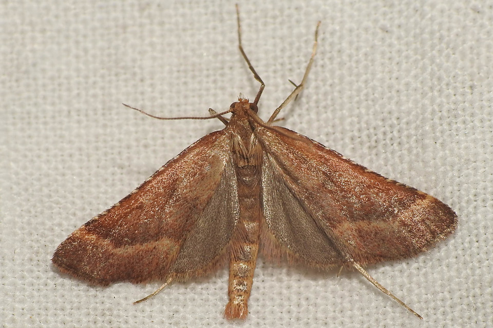 Synaphe punctalis - hosszúlábú fényilonca