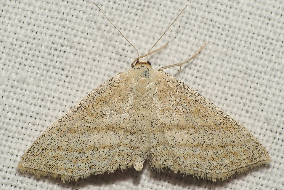 Scopula virgulata - vesszős sávosaraszoló