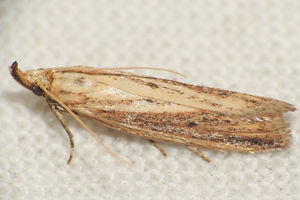 Hypsotropa unipunctella - sztyeppréti karcsúmoly