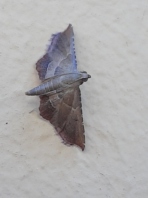 Endotricha flammealis - tüzesszárnyú fényilonca