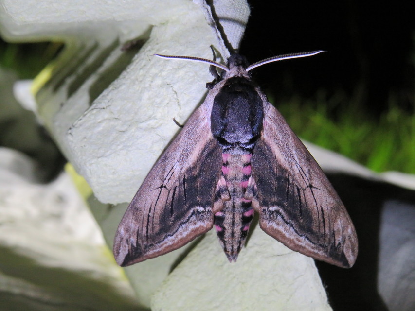 Sphinx ligustri - fagyalszender