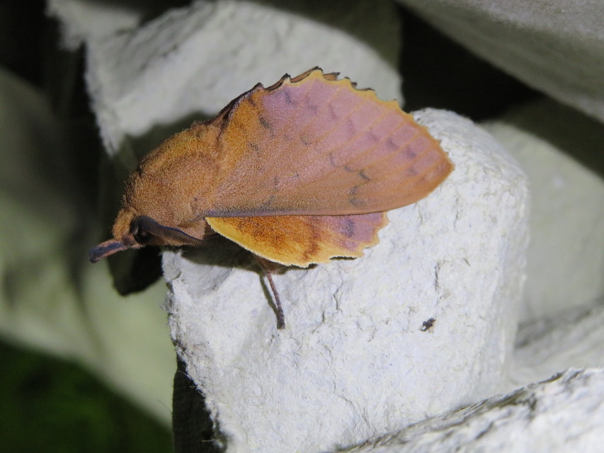 Gastropacha quercifolia - tölgylevélpohók