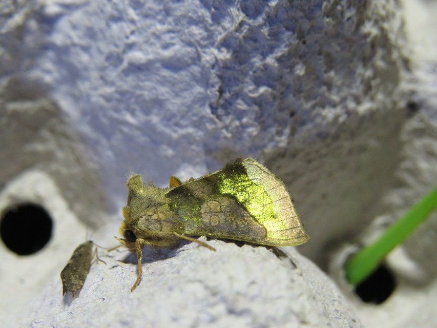Diachrysia chrysitis - aranybagoly