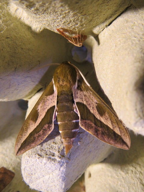 Hyles euphorbiae - kutyatejszender