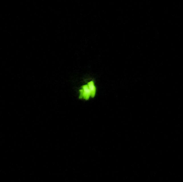 Lampyris noctiluca - nagy szentjánosbogár