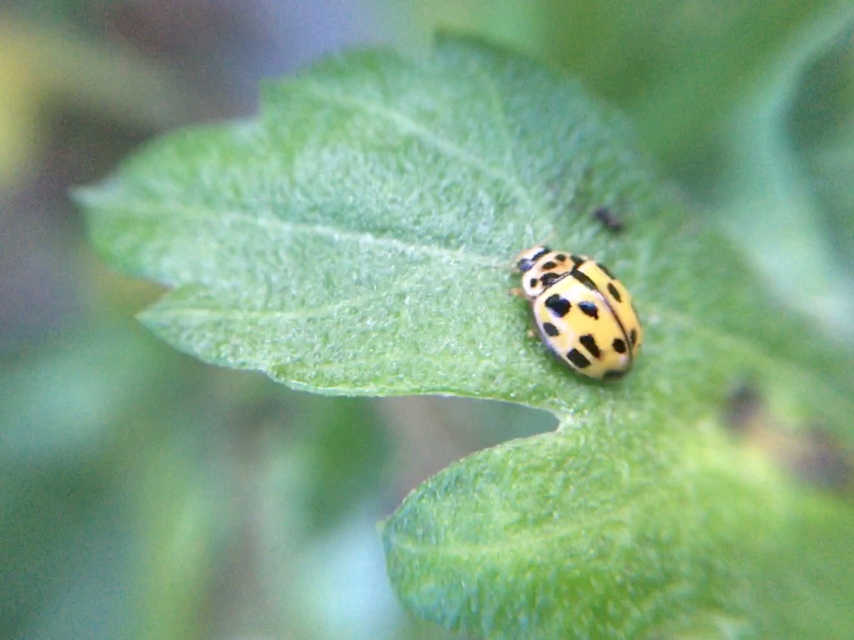 Propylea quatuordecimpunctata - tizennégypettyes füsskata