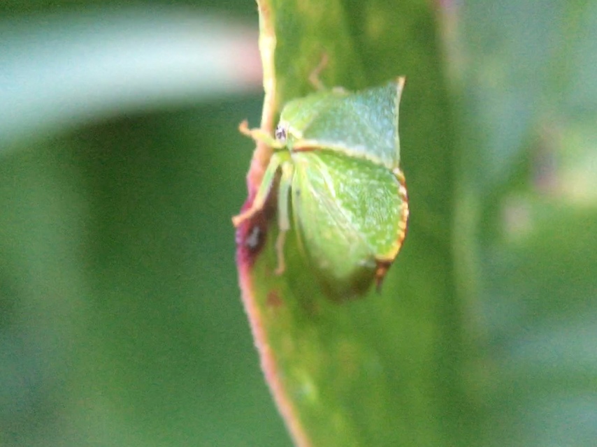 Stictocephala bisonia - bivalykabóca