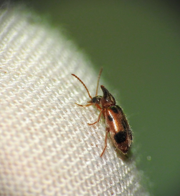 Notoxus monoceros - sárgahasú nyakszarvúbogár