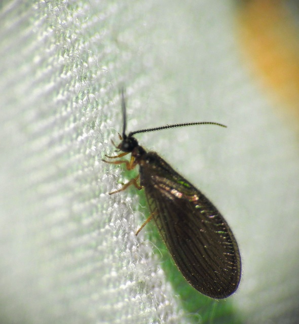 Sisyra nigra