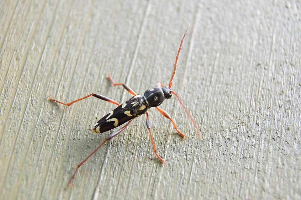 Isotomus speciosus - nyírfa-darázscincér