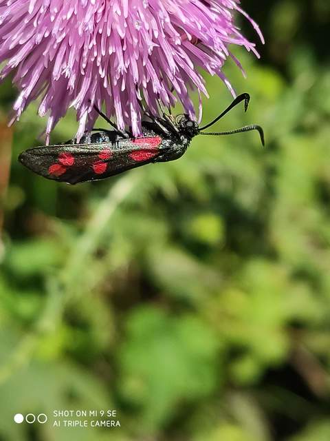 Zygaena filipendulae - acélszínű csüngőlepke