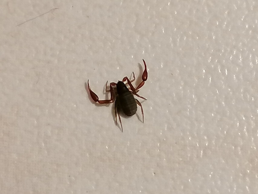 Pseudoscorpionida - Álskorpiók