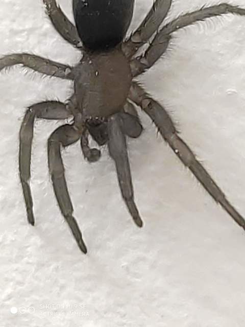 Scotophaeus