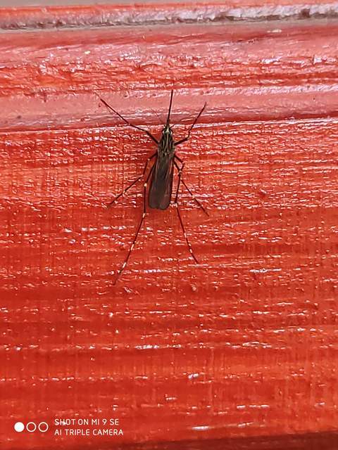 Aedes japonicus/koreicus