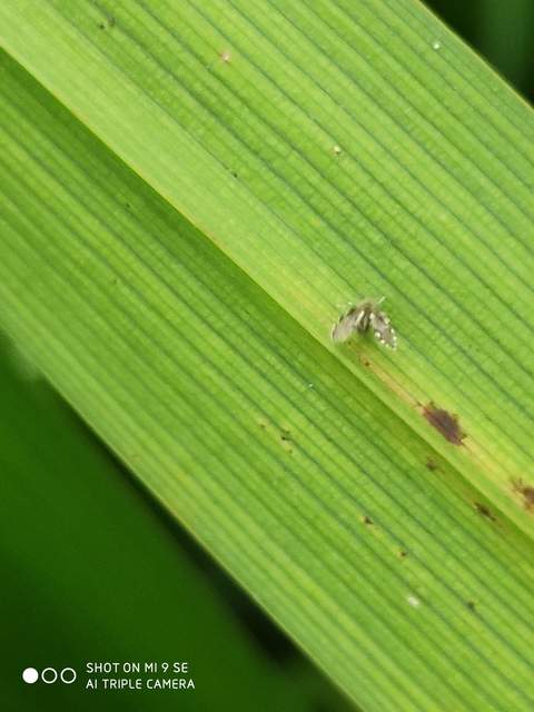 Psychodidae - lepkeszúnyogok