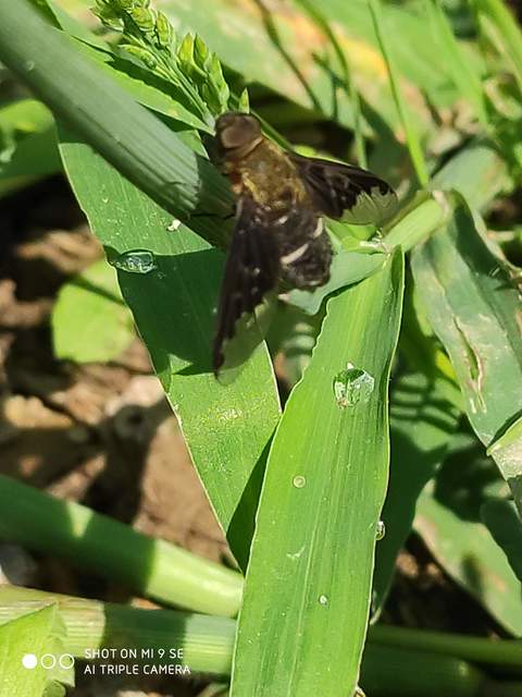 Hemipenthes velutina - bársonyos gyászlégy