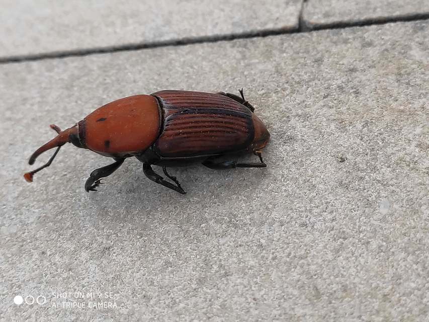 Rhynchophorus ferrugineus - vörös pálmaormányos Rhynchophorus ferrugineus - vörös pálmaormányos