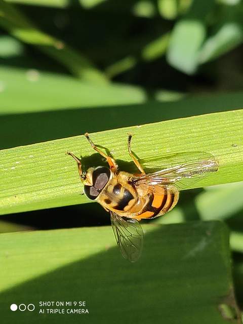 Myathropa florea - halálfejes odúlégy