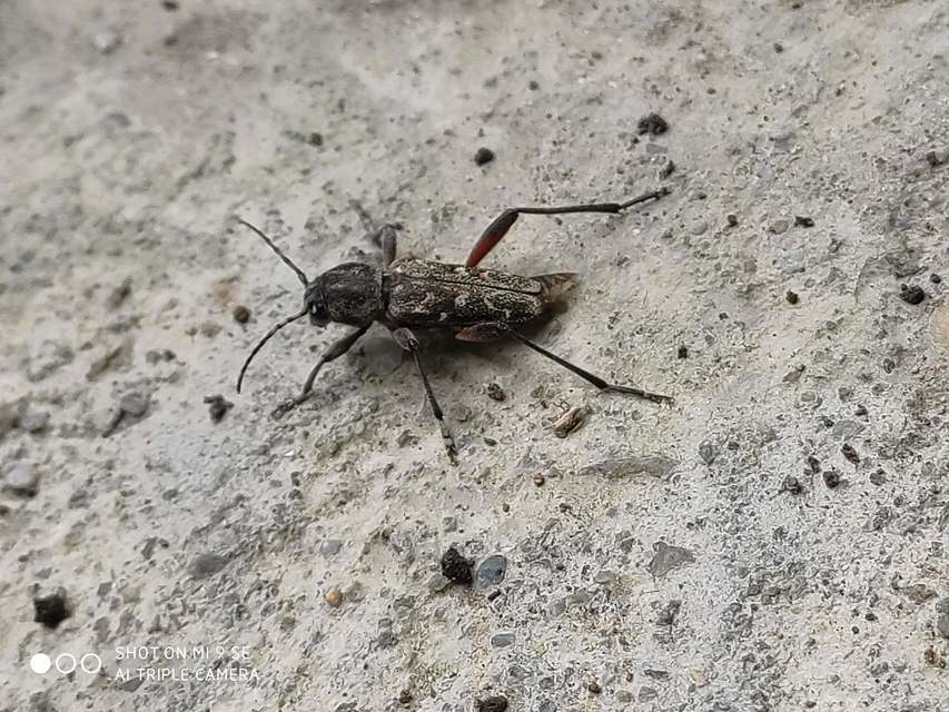 Xylotrechus rusticus - egérszínű darázscincér