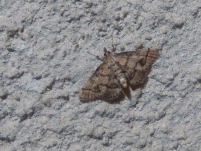 Metasia ophialis - kígyósávos tűzmoly