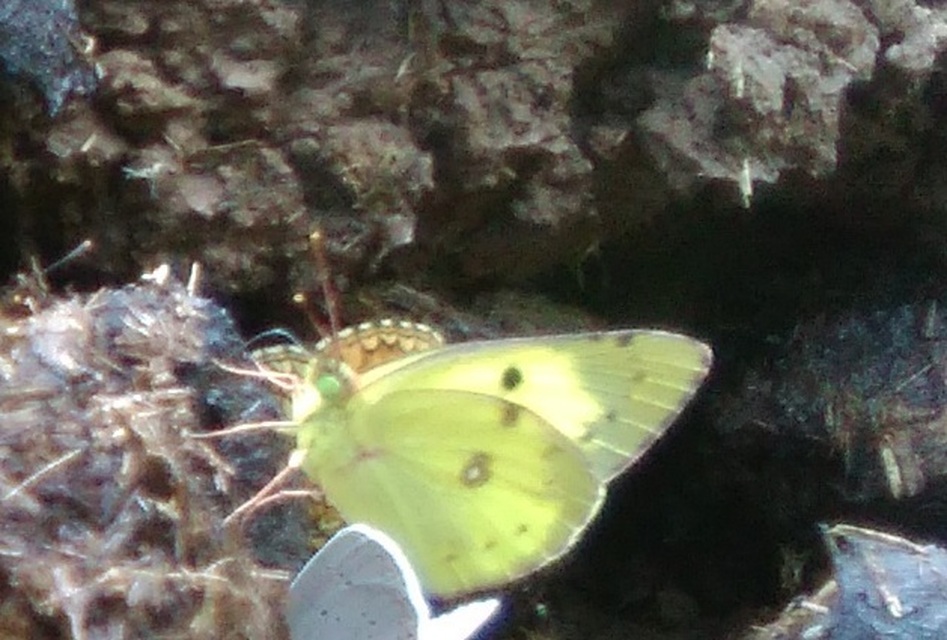 Colias erate - csángó-kéneslepke