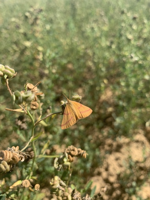 Lythria purpuraria - bíborsávos araszoló Lythria purpuraria - bíborsávos araszoló