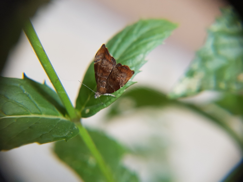 Choreutis nemorana - füge-levélmoly