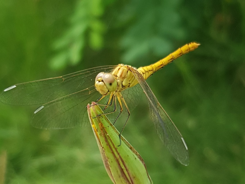Sympetrum meridionale - fakó katona-szitakötő