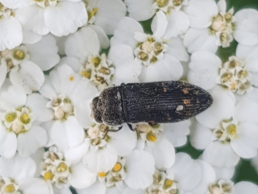Acmaeoderella flavofasciata - sárgacsíkos zömökdíszbogár