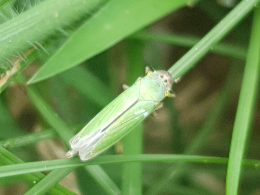 Cicadella viridis - méregzöld kabóca