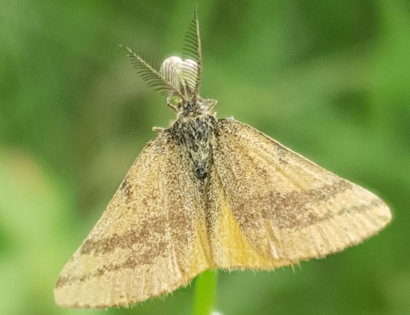 Lythria cruentaria - bíborcsíkos araszoló
