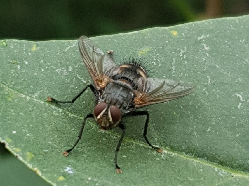 Nemoraea pellucida