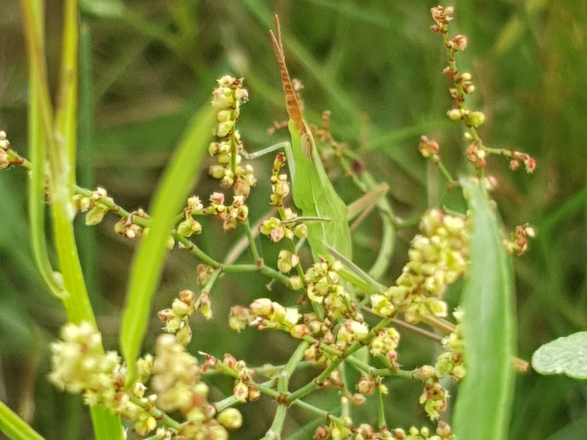 Acrida ungarica - sisakos sáska Acrida ungarica - sisakos sáska