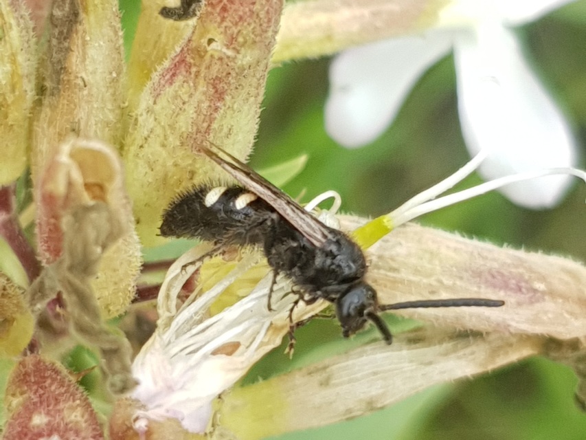Scolia sexmaculata - négyfoltos tőrösdarázs